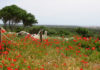 Flora de Menorca