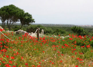 Flora de Menorca